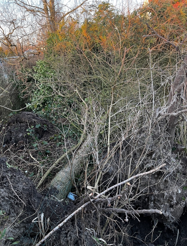 Ophugning af væltede træer samt bortskaffelse