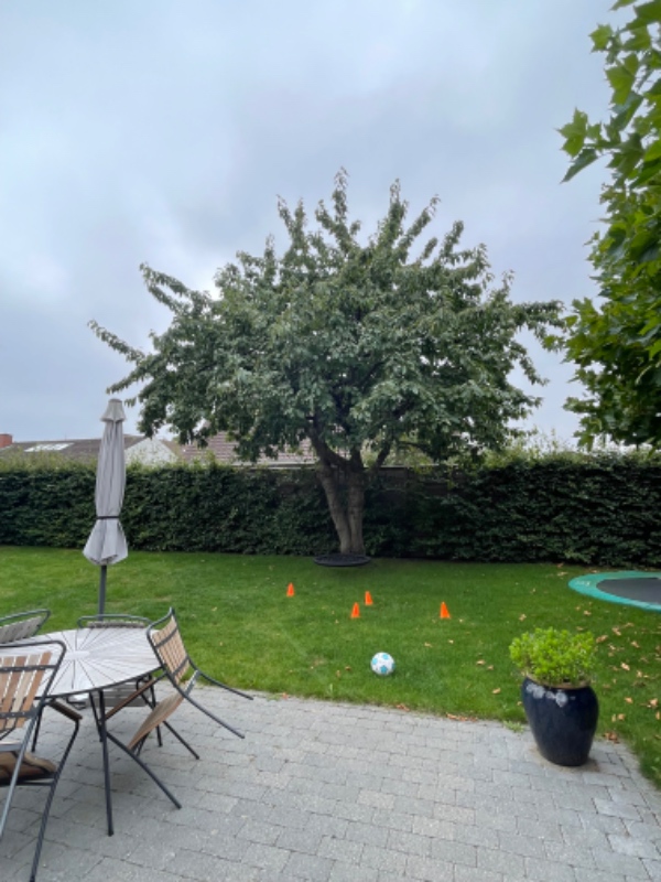 Beskæring af træer