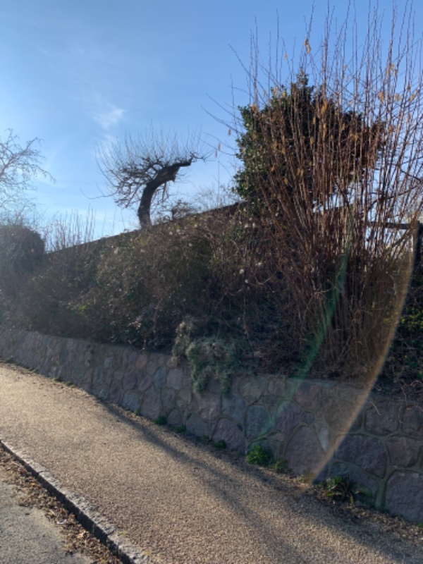 Forårs beskæring af div. buske på en skrænt. Ca. 3x19m