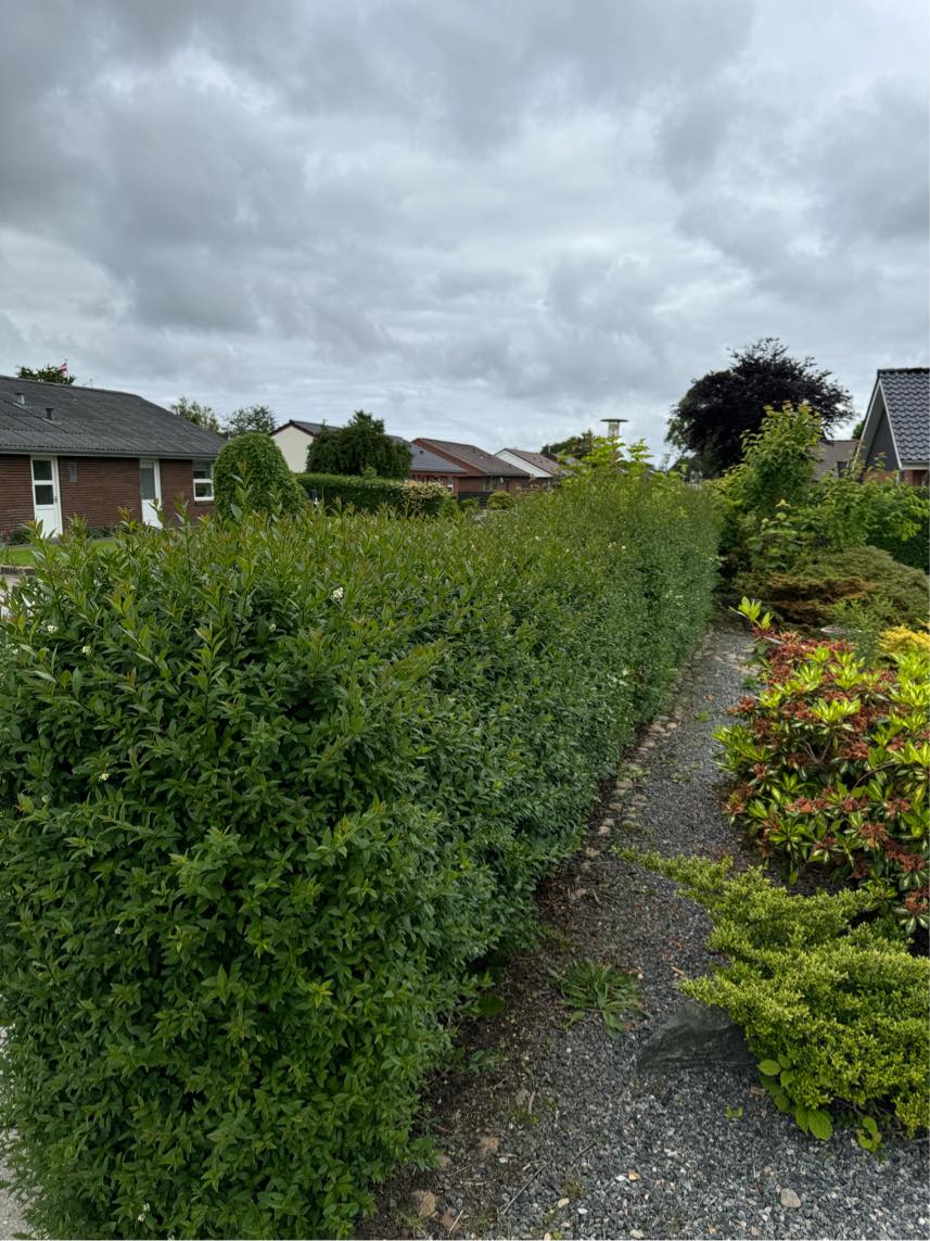 Hækkeklipning (liguster), fjernelse af ukrudt i og under hæk samt bortskaffelse.