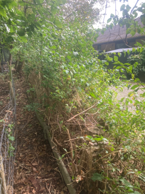 Fjerne buske og 11 små træer