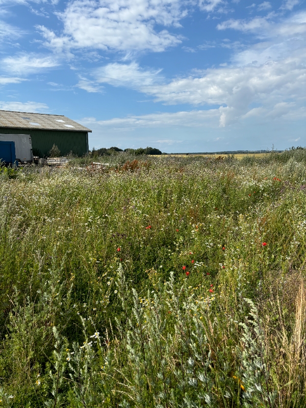 Fræsning, stensamling og græssåning
