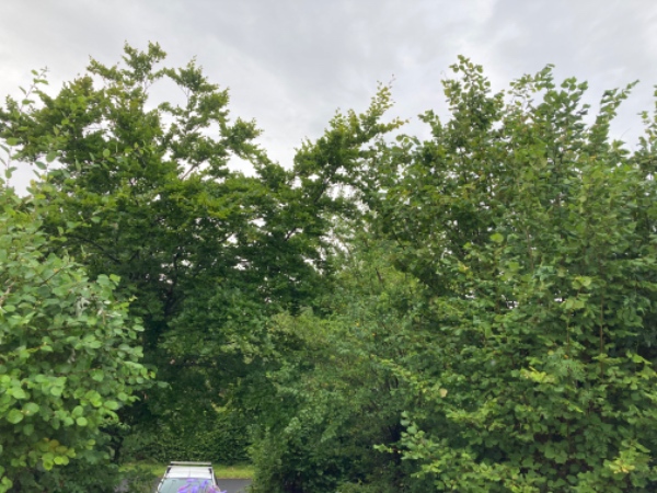 Besigtigelse af haven med henblik på beskæring af buske og træer. Evt. fældning