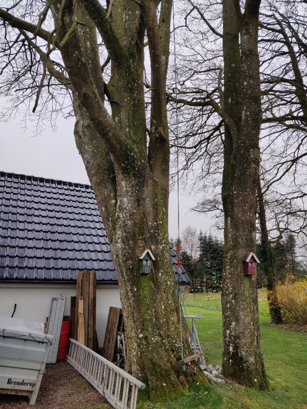 Fældning af 2 træer