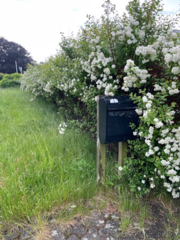 Klipning og trimning af have