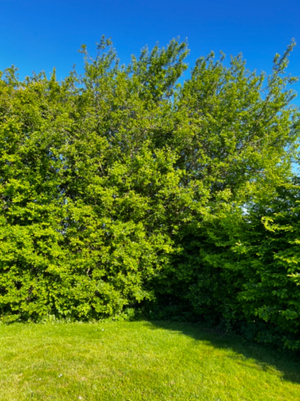 Beskæring og bortskaffelse af hæk