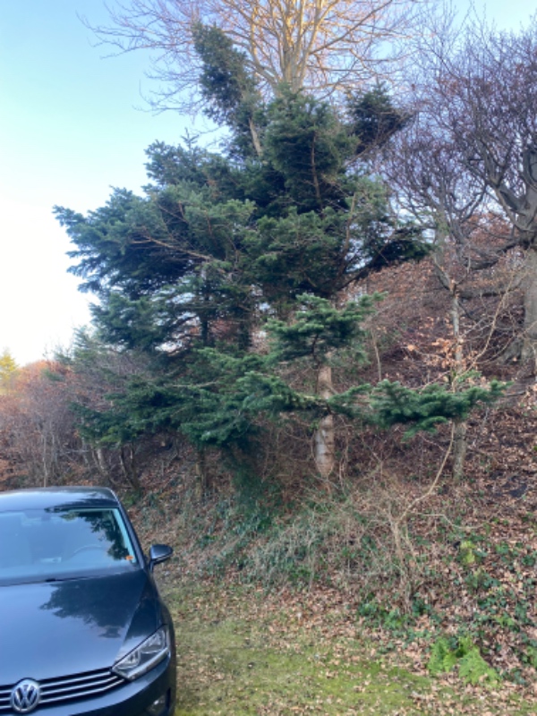 Savet en gren der sidder højt