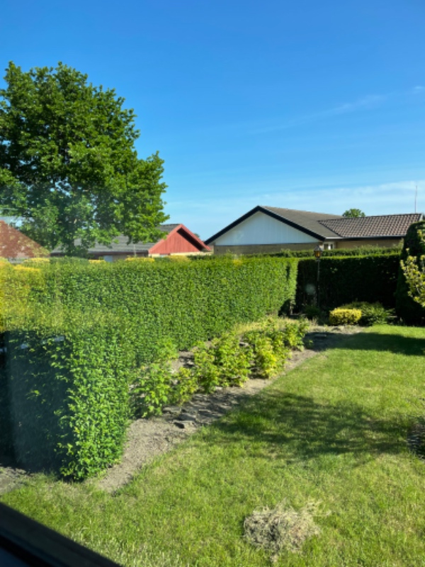 Hækklipning hele grunden