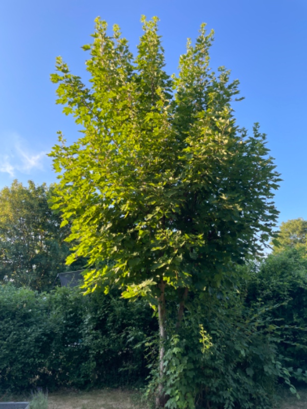 Klippet hæk og beskåret træer