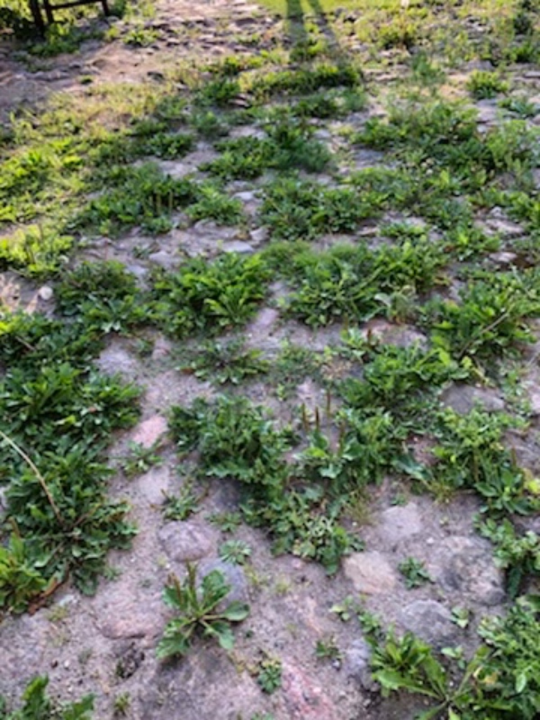 Fjernet ukrudt fra gårdsplads.