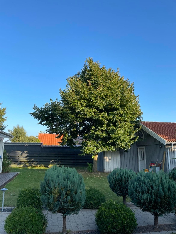 Fældning af 3 træer