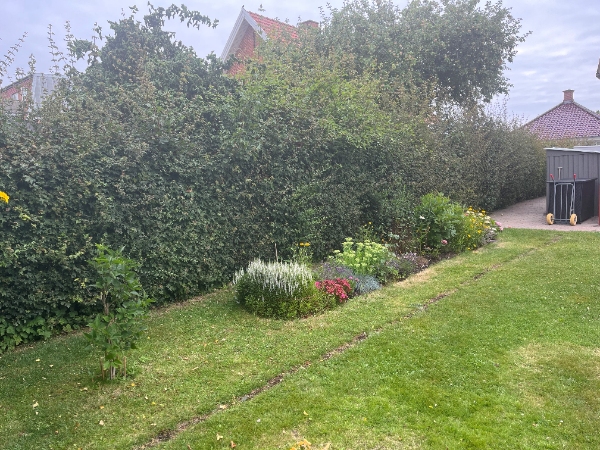 OPGAVEN ER SOLGT. TAK TIL ALLE FOR TILBUD. klip af hæk (Navr) 35 meter på en side + top + bortkørsel