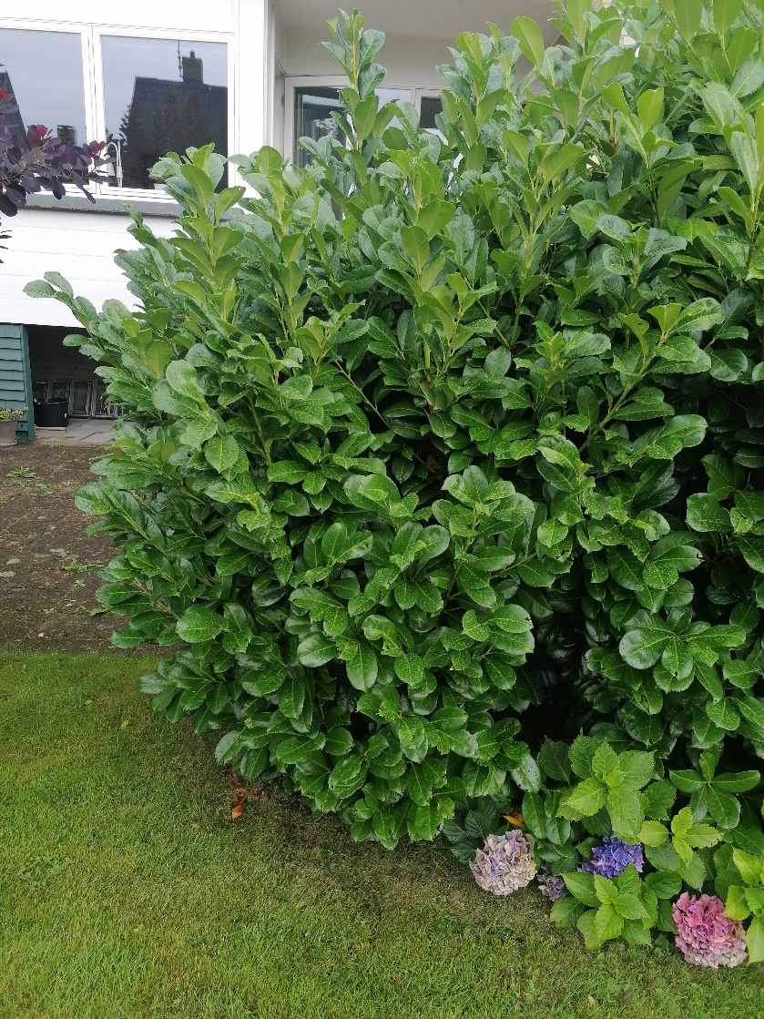 Grave 3 buske op og køre dem væk