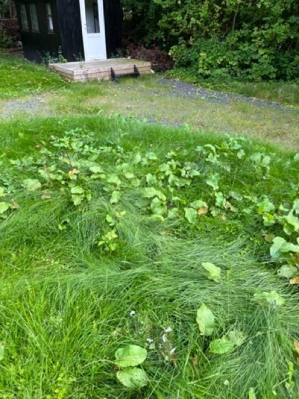 Klippe Græsplænen