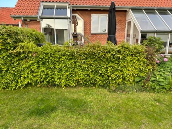 Fældning af lav hæk