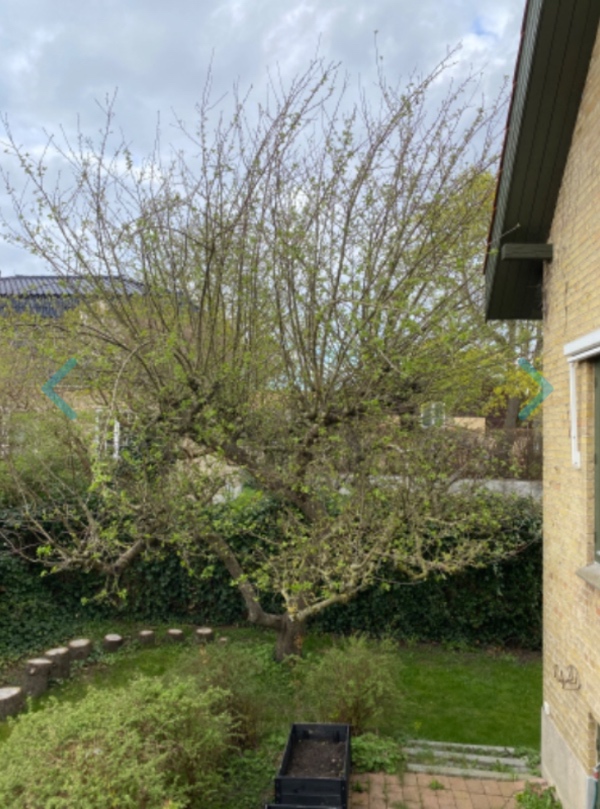 Beskæring af højt æbletræ