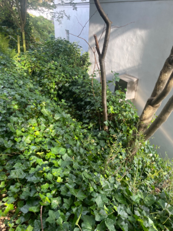 Fjerne ukrudt og nedklipning