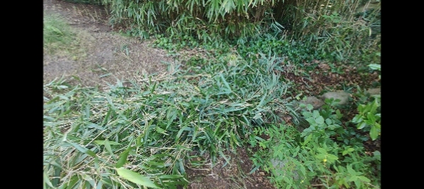 Haveoprydning en dag