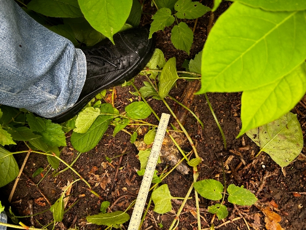 Stubfræsning af flere træstubbe