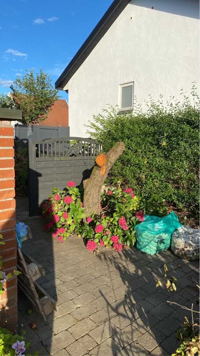 Træfældning + bortkørsel