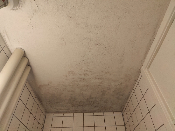 Skimmelsvamp loft fuger og klinker badeværelse og ovnrengøring
