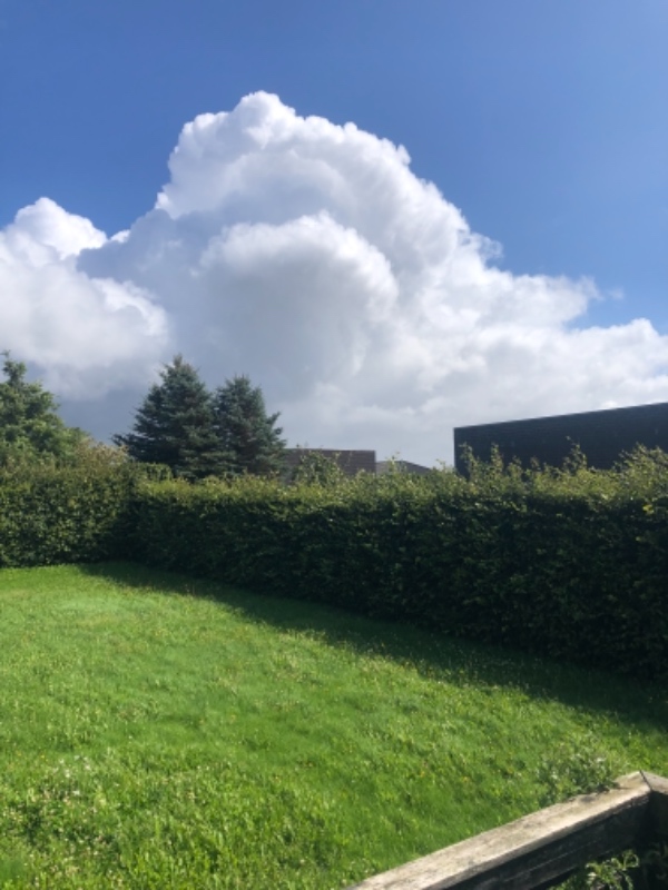 Græs, hæk, ukrudt, fliser.