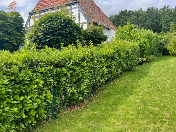 Klipning af hæk og fjernelse af ukrudt ved fliser og bede