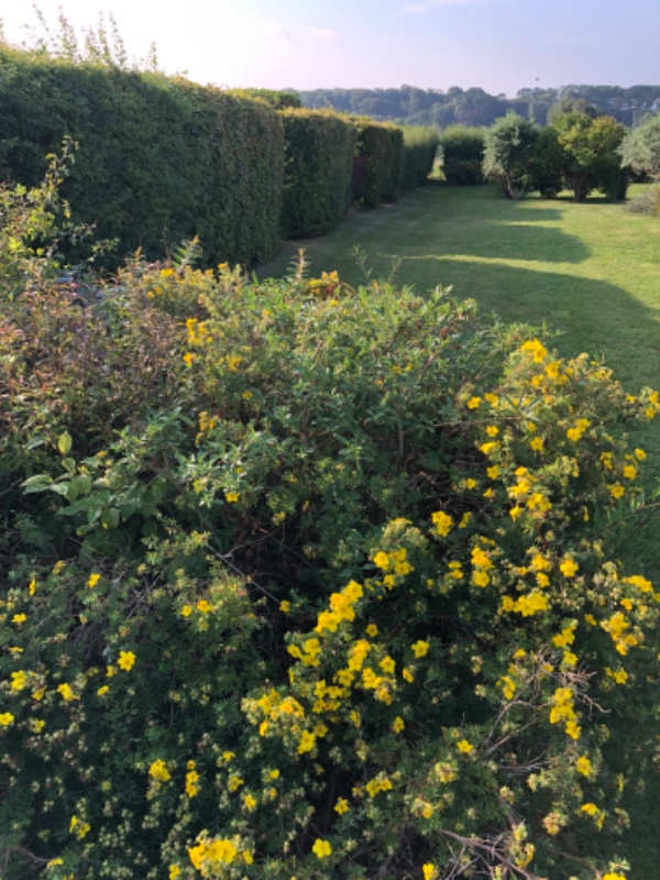 Hæk og buskklipning