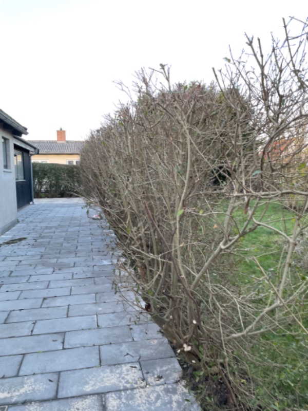 Beskæring hæk Hvidovre