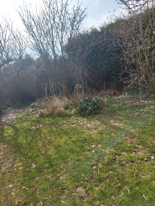 Beskæring af buske og planter