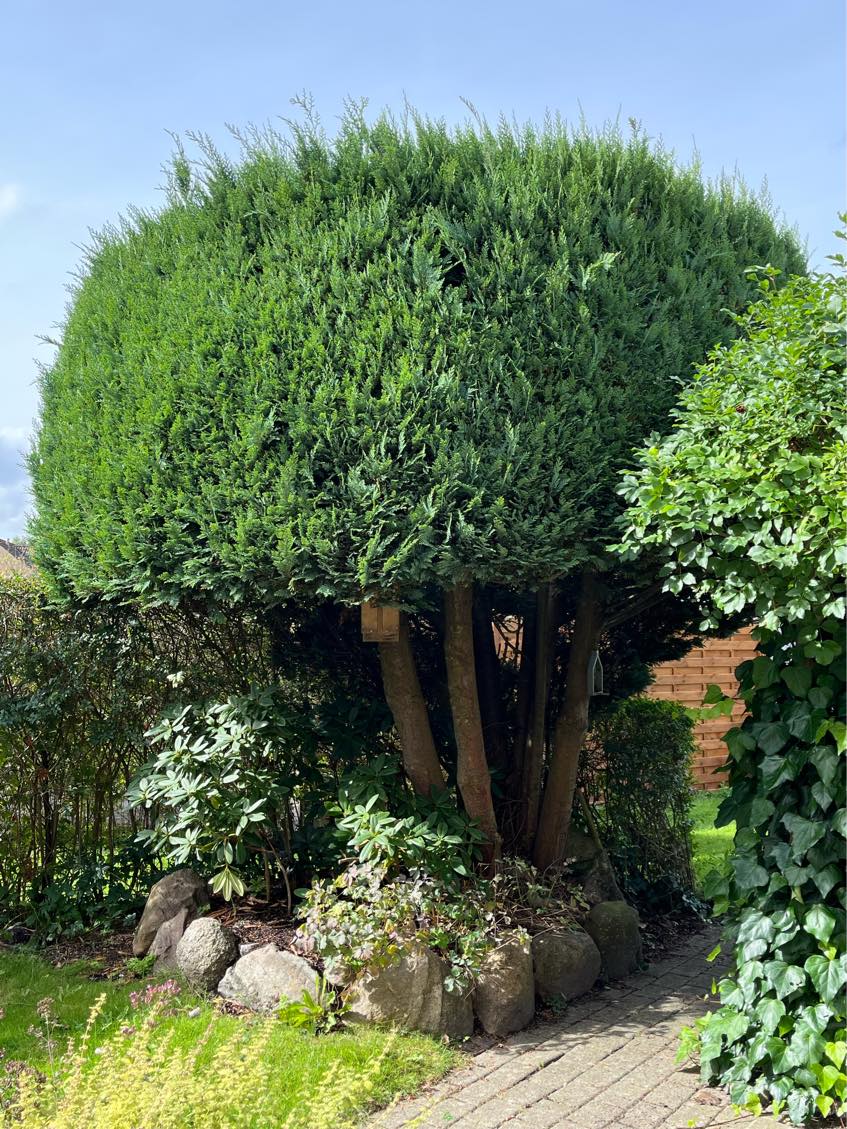 Vinterklargøring af have