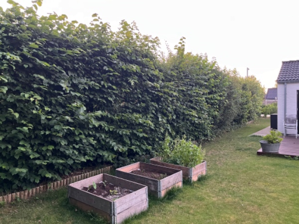 Klipning af to hække