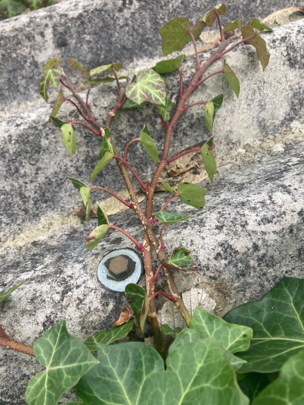 Nedtagning af tagplader