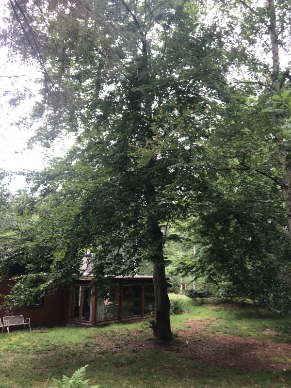 Fælde to høje træer