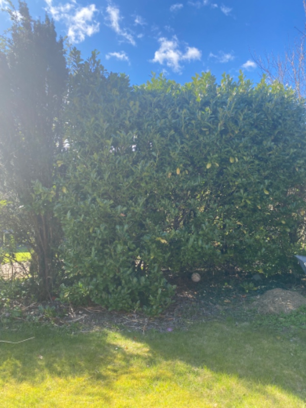 Beskæring af høj busk