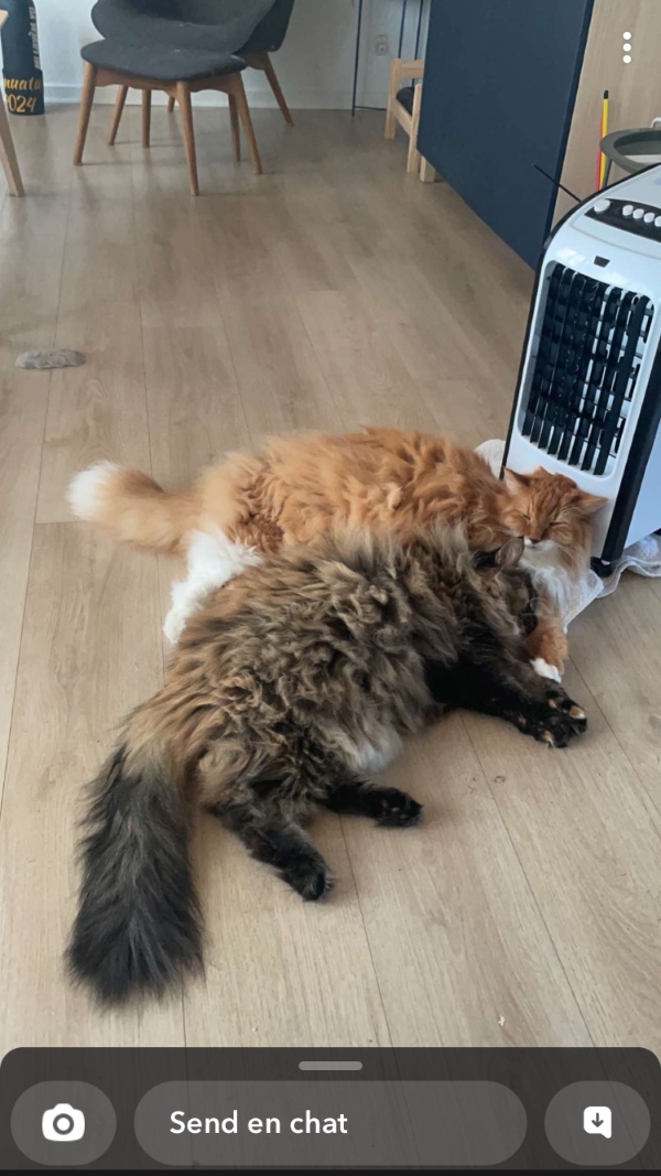 Pasning af kat og kanin