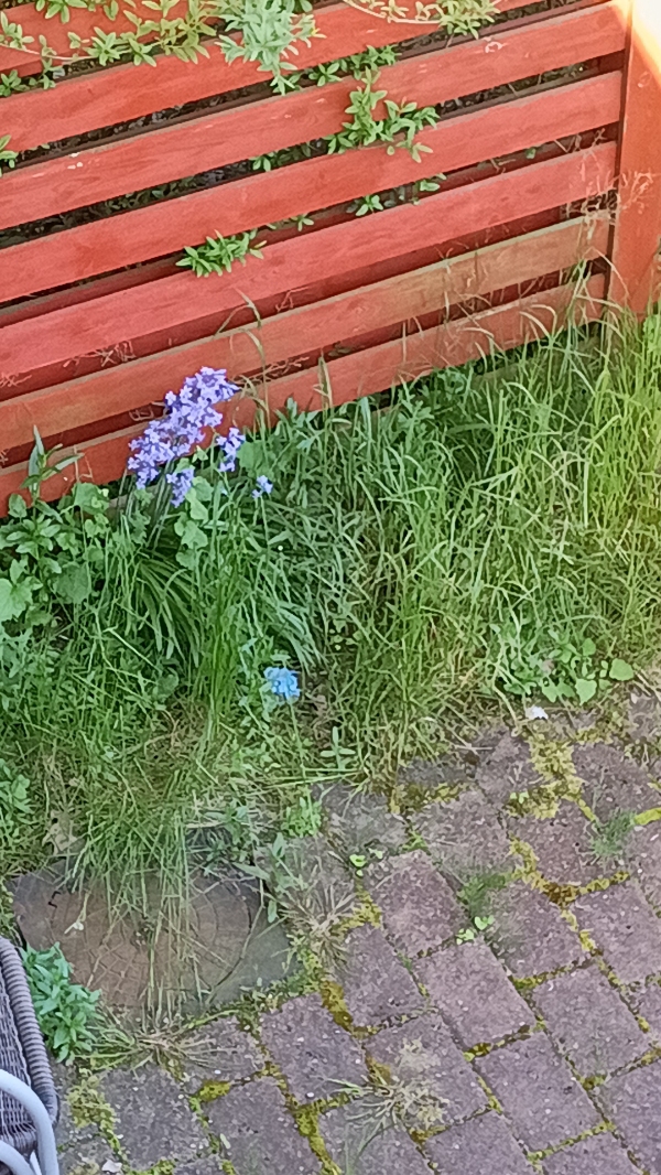 Havearbejde og flise-rensning