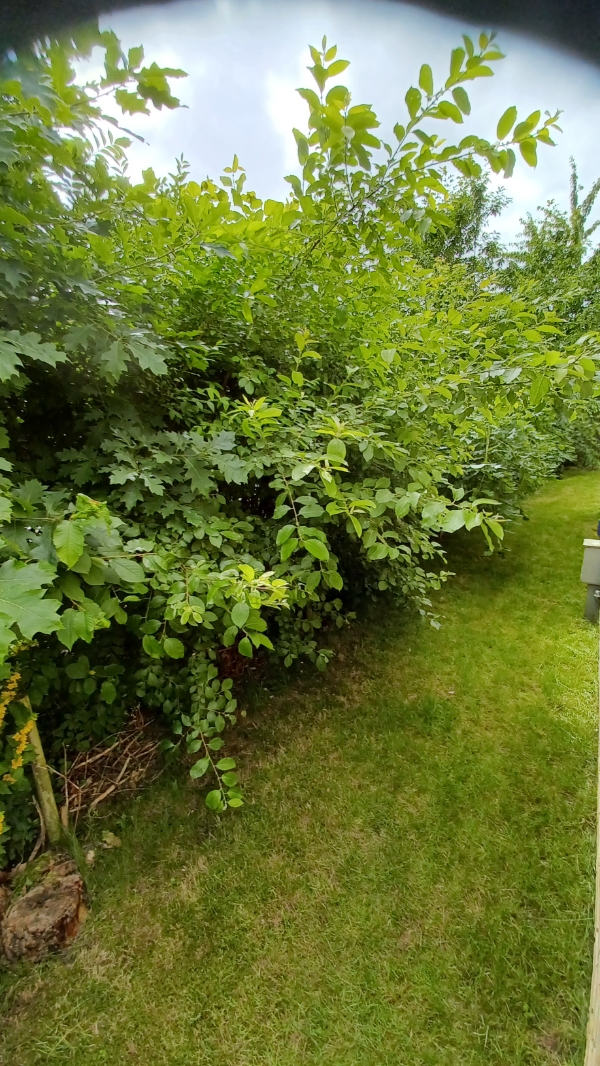 Hækklipning og haveaffaldssamling