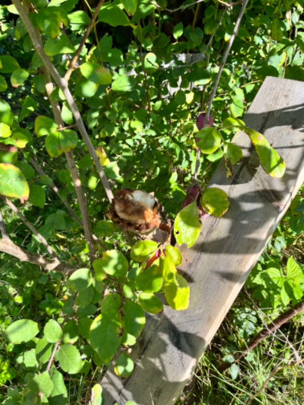 Beskæring af 3 frugttræer