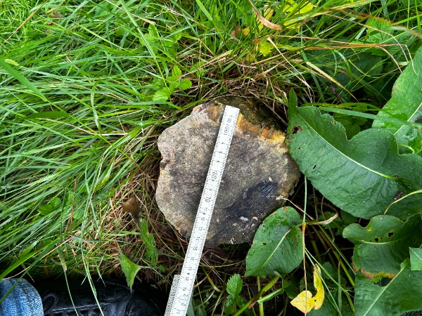 Stubfræsning af flere træstubbe