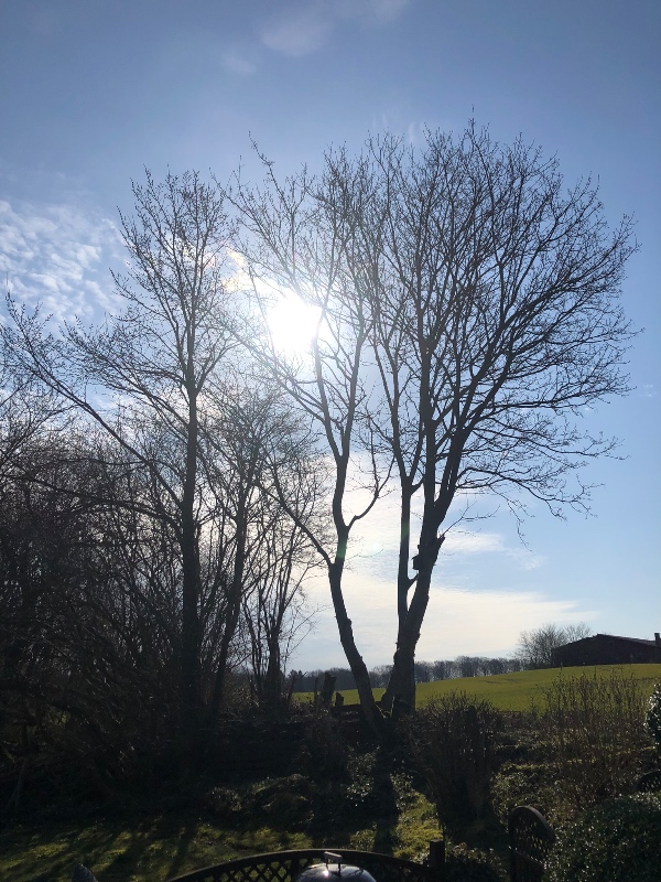 Træfælding af et kastanjetræ ud til lille vej, 4 høje tynde træer ud til mark. Skæres i flytbar str.