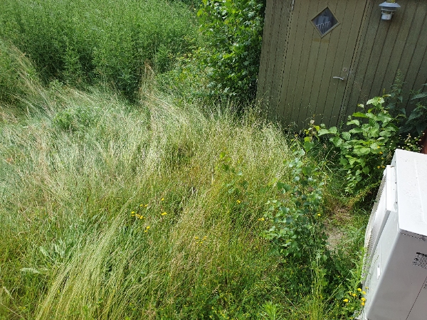 Overgroet forhave og baghave