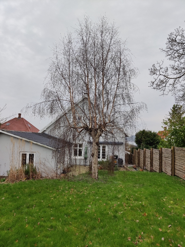 Beskåret tre frugttræer