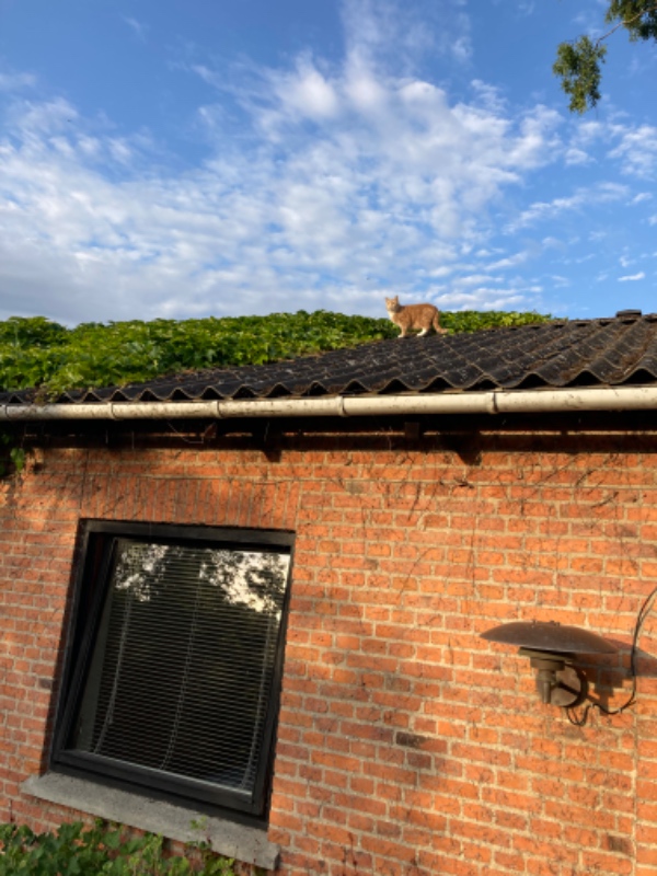 Fjernelse af vedbend på gavl og tag