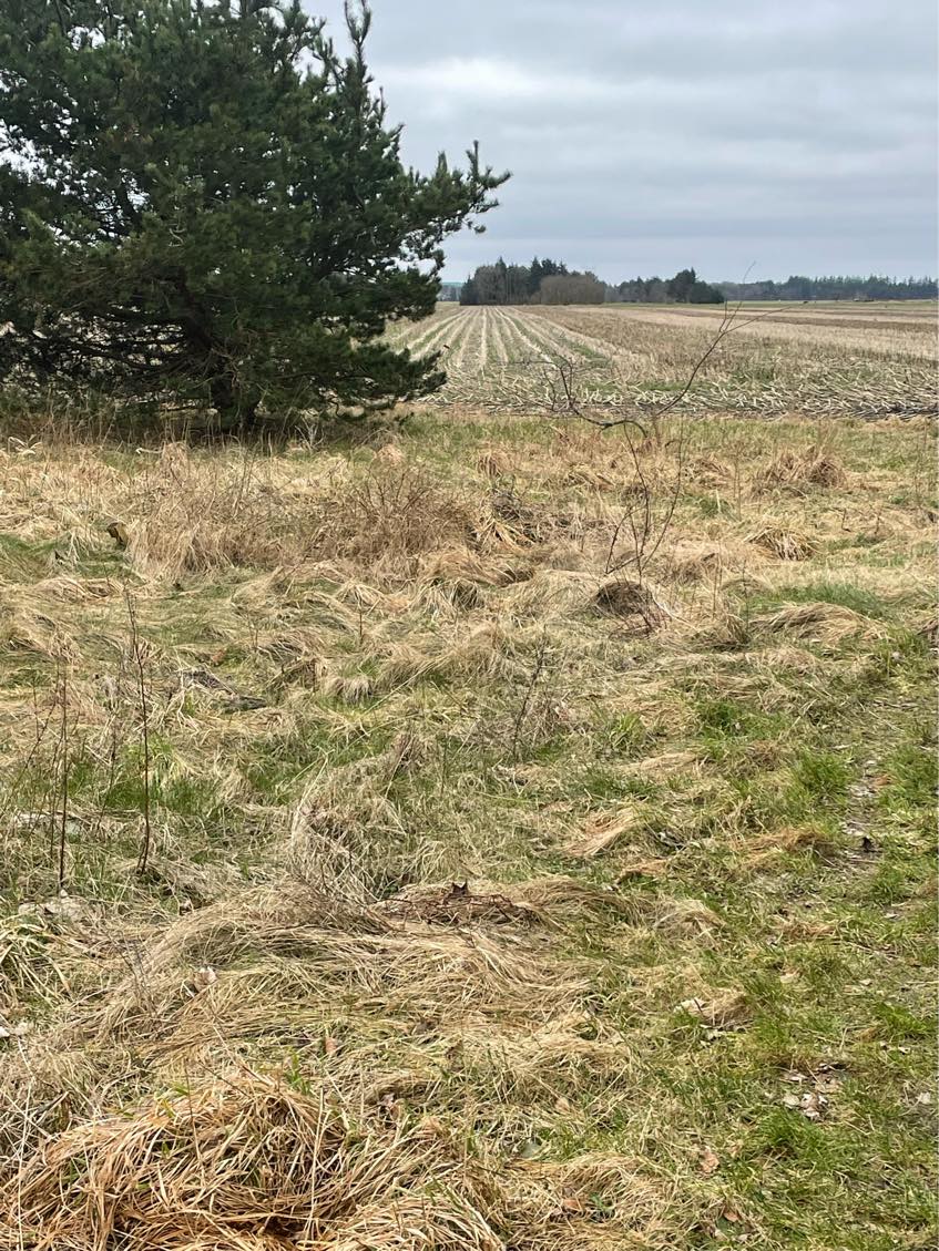 Klippet / beskåret tilgroet grund ifm salg