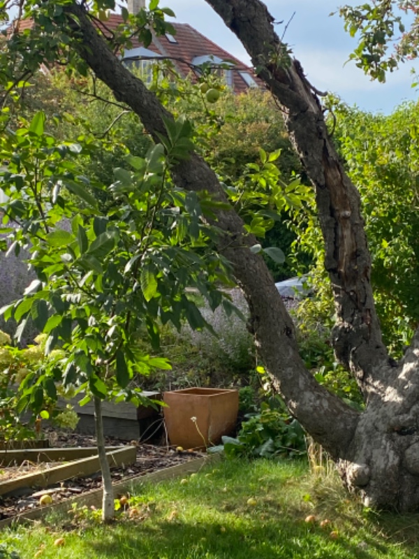 Gammelt æbletræ skal fældes