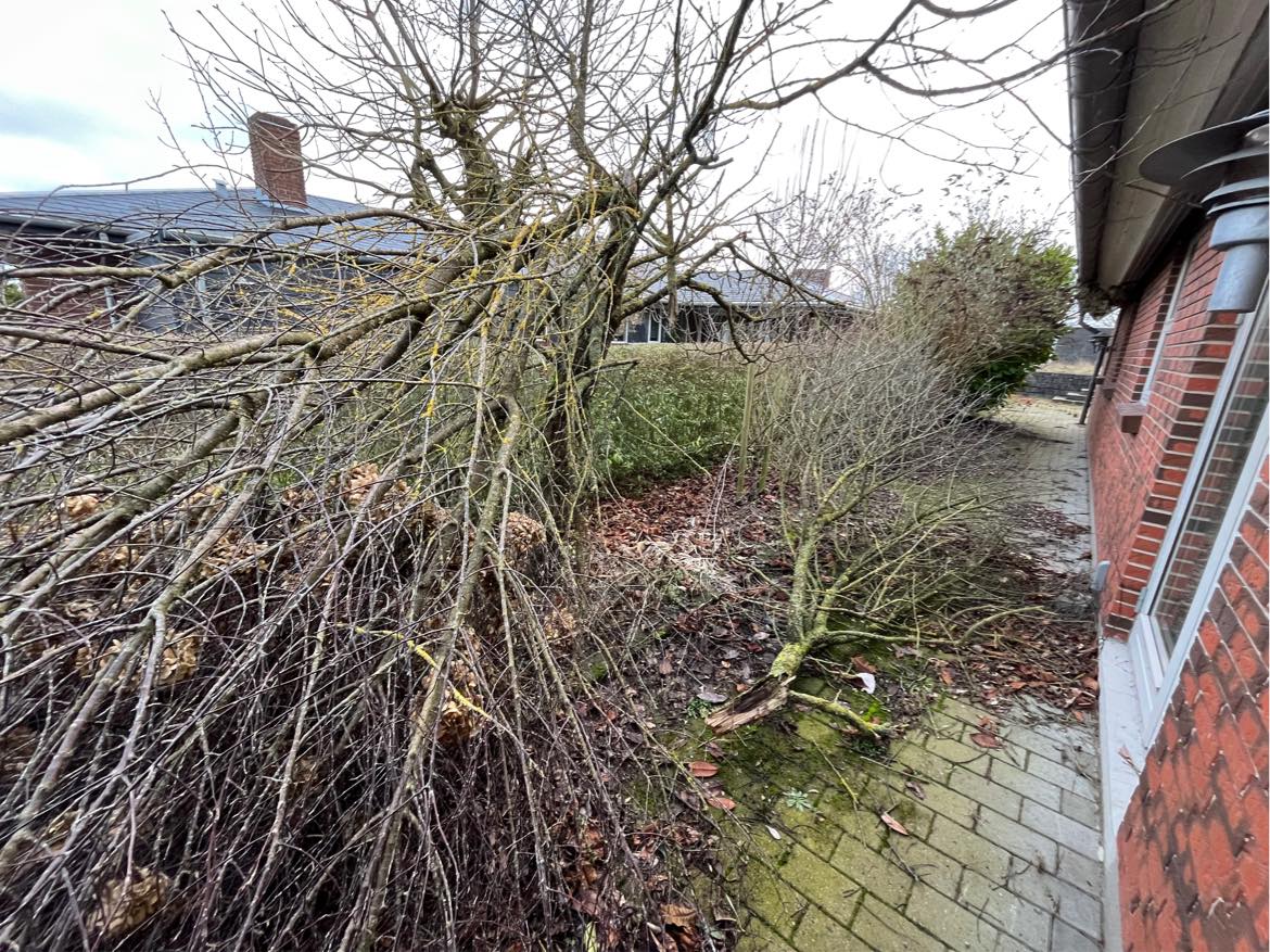 Beskæring af træer og buske