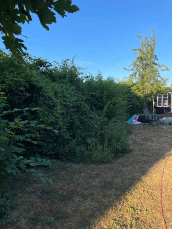 Klippet hæk og beskåret træer