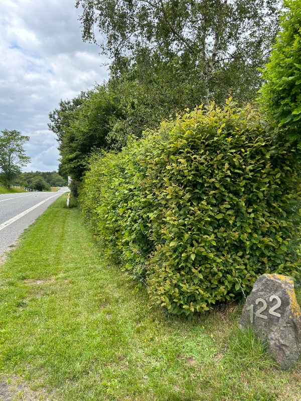 Hækklipning og oprydning