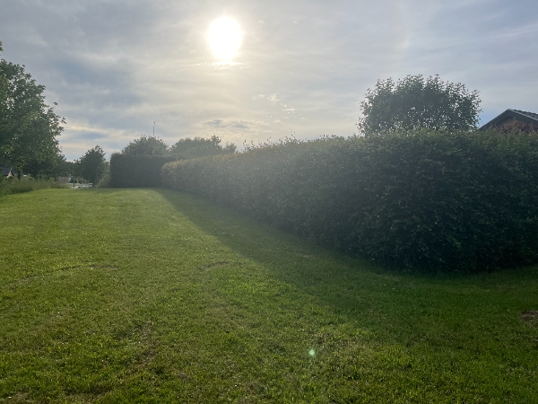 Bøgehæk klipning og bortskaffelse